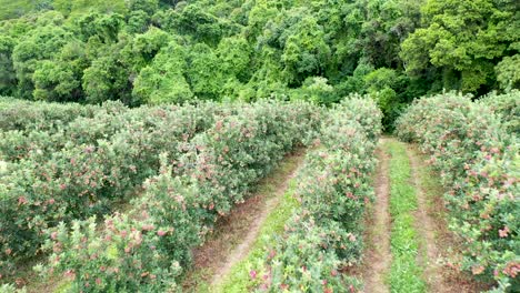 aerial view of apple orchard in fruit farm