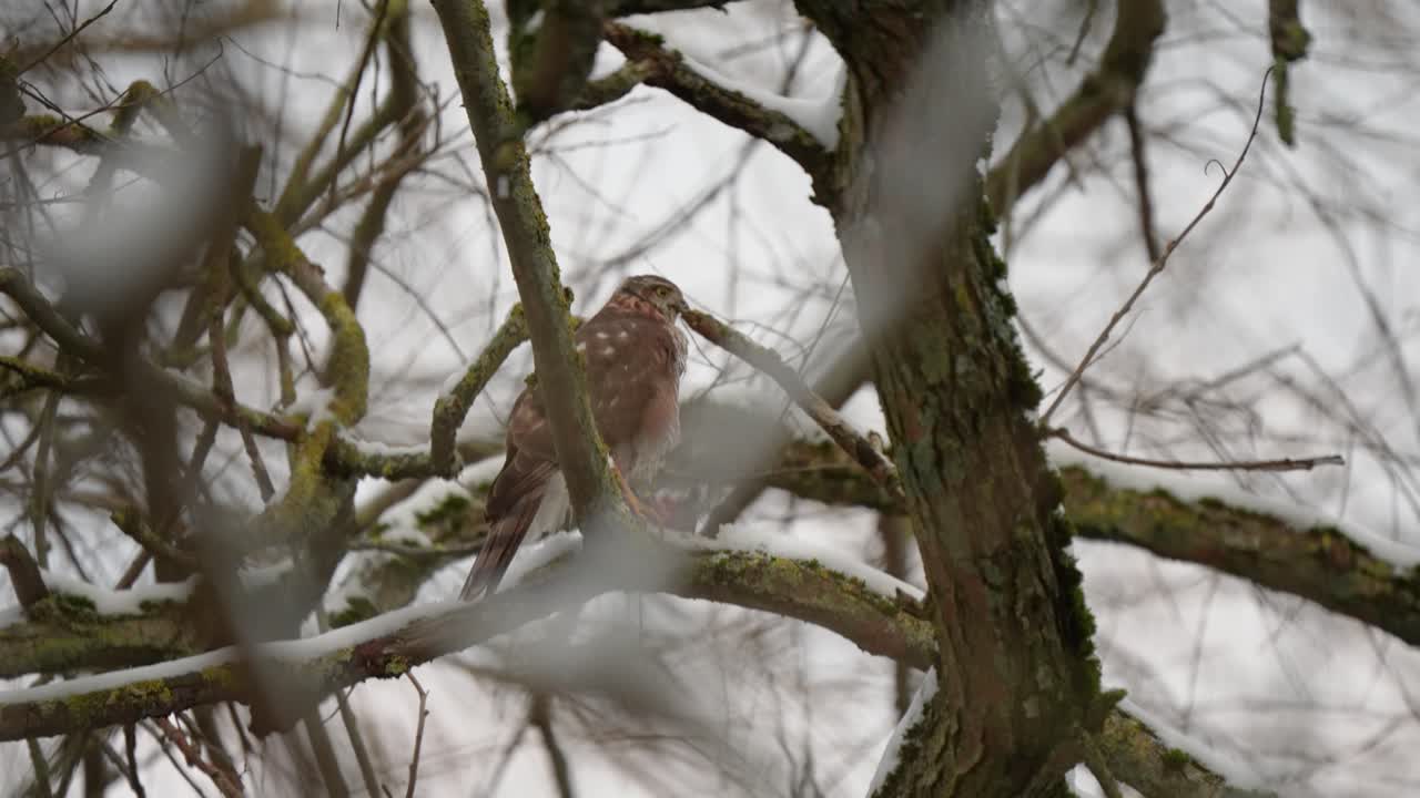 Sparrow hawk bird of prey hiding while eating its newly caught prey between snow covered branches in a tree on a cold winter day