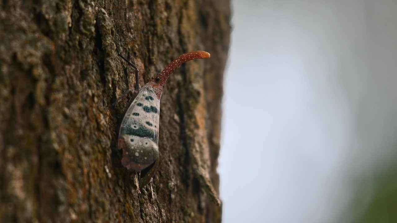visto descansando en la corteza moviéndose un poco mientras la cámara se aleja deslizándose hacia la izquierda, pyrops ducalis linterna bug, tailandia
