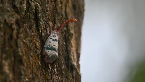 Man-Sieht,-Wie-Er-Auf-Der-Rinde-Ruht-Und-Sich-Ein-Wenig-Bewegt,-Während-Die-Kamera-Herauszoomt-Und-Nach-Links-Gleitet,-Laternenwanze-Pyrops-Ducalis,-Thailand