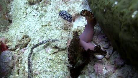 gusano plano en koh tao-6