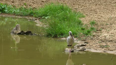 cigüeña asiática, anastomus oscitans, tailandia