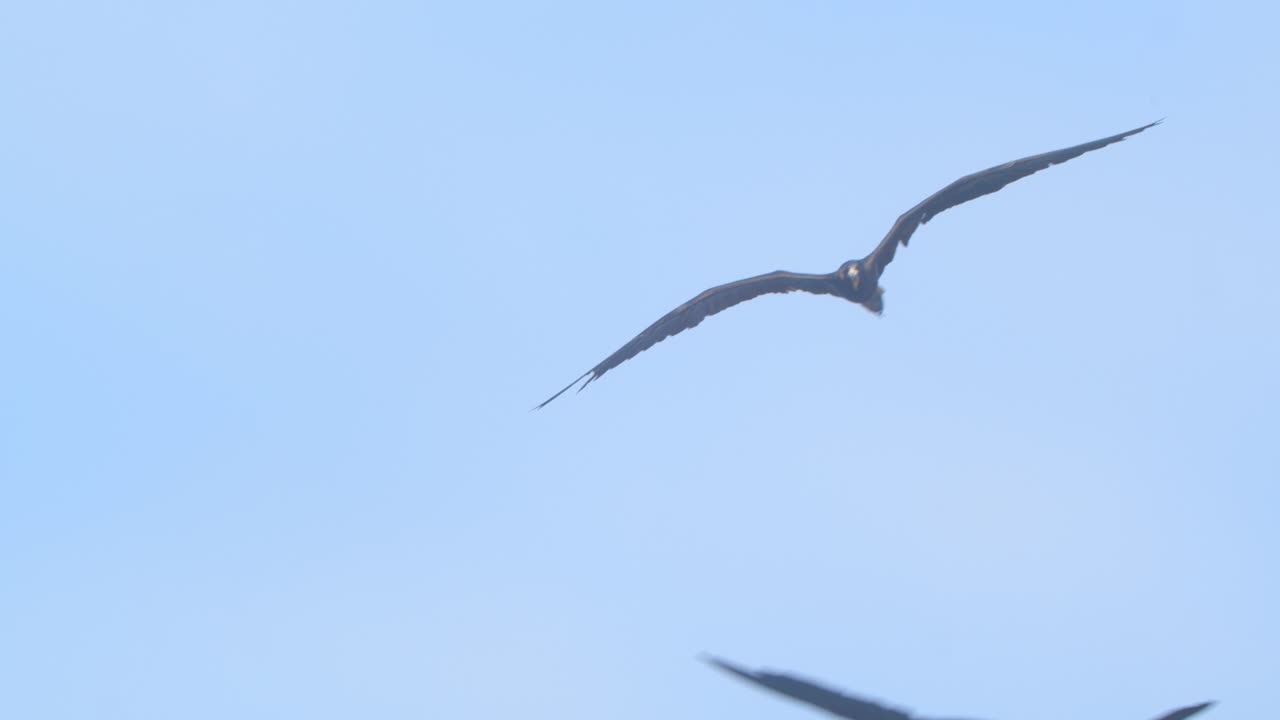Frigatebird adjusting tail feathers while flying in open sky Piura Peru