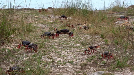 land crab migration across a grassy area in cuba