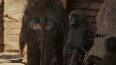 Baboon-Family-In-Wildlife-Zoo---closeup