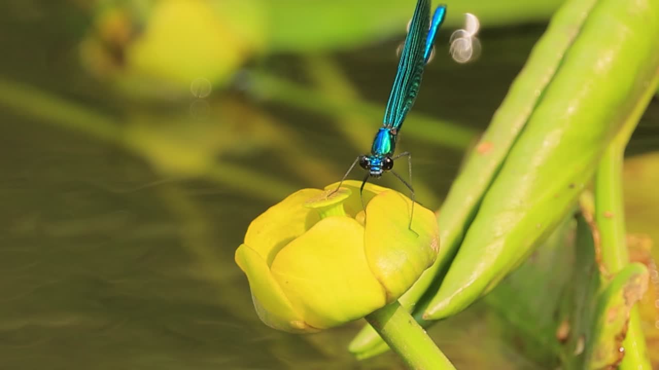 la hermosa demoiselle (calopteryx virgo) es una damselfly europea perteneciente a la familia calopterygidae. a menudo se encuentra a lo largo de aguas de flujo rápido donde está más en casa.