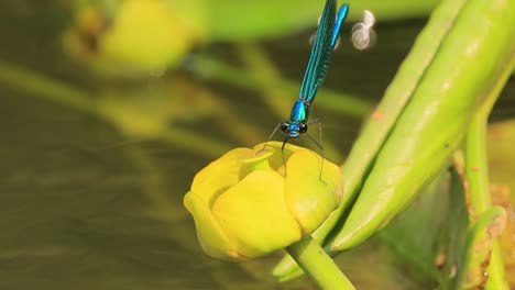 beautiful demoiselle (calopteryx virgo) is a european damselfly belonging to the family calopterygidae. it is often found along fast-flowing waters where it is most at home.