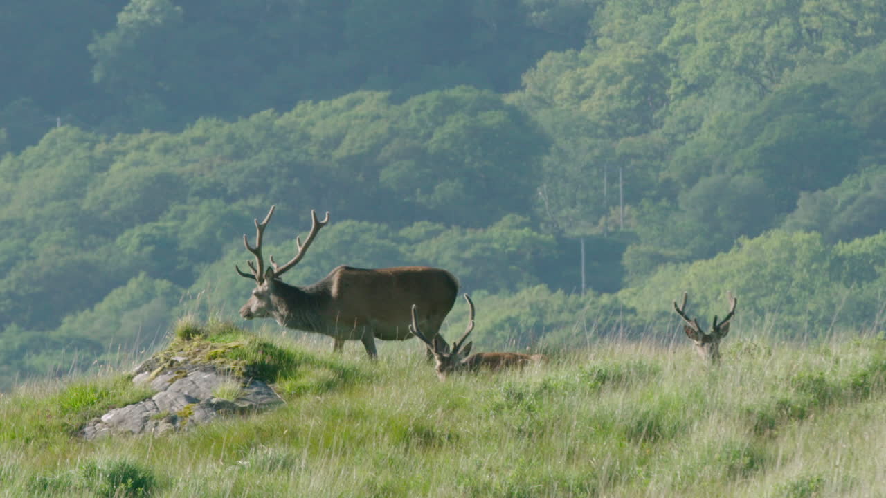 escocia, ciervo rojo - pastando en los pastos altos, soleado