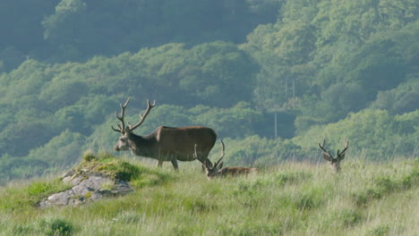 escocia, ciervo rojo - pastando en los pastos altos, soleado