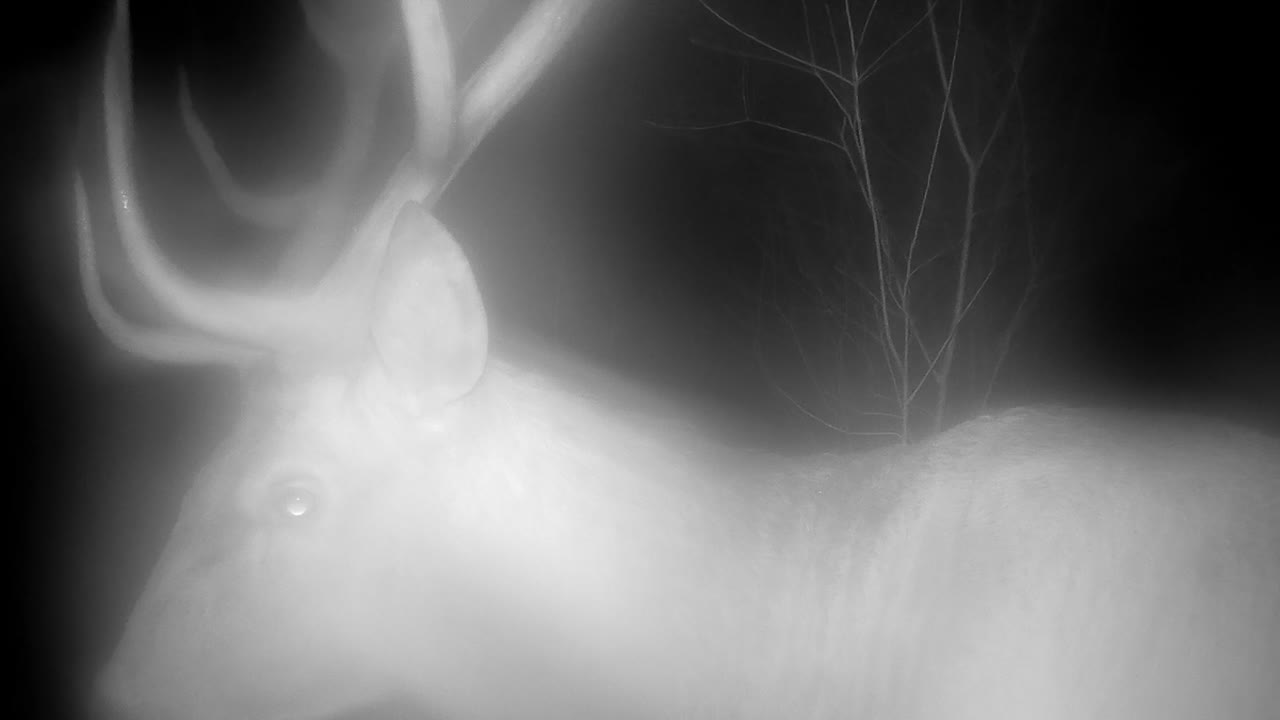 귀신 같은 수 은 사 (cervus elaphus) 이 밤에 숲 속에 있다. - 에스토니아