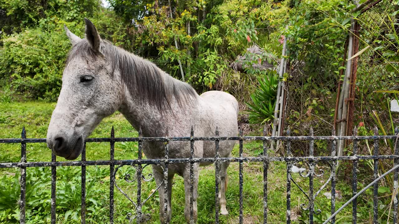 Old Horse sleeps standing outside in the field, freedom, close up