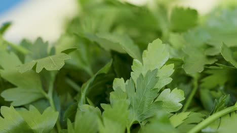 close-up view of vibrant green parsley leaves in natural light, creating a fresh and organic background