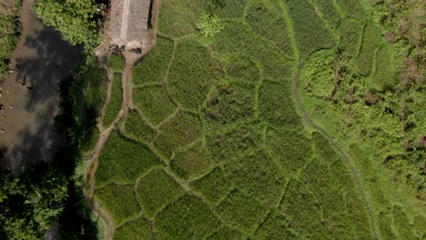 Toma-Aérea-De-Grúa-De-Arriba-Hacia-Abajo-De-4k-De-Los-Campos-En-El-Pueblo-De-Mon,-Nagaland