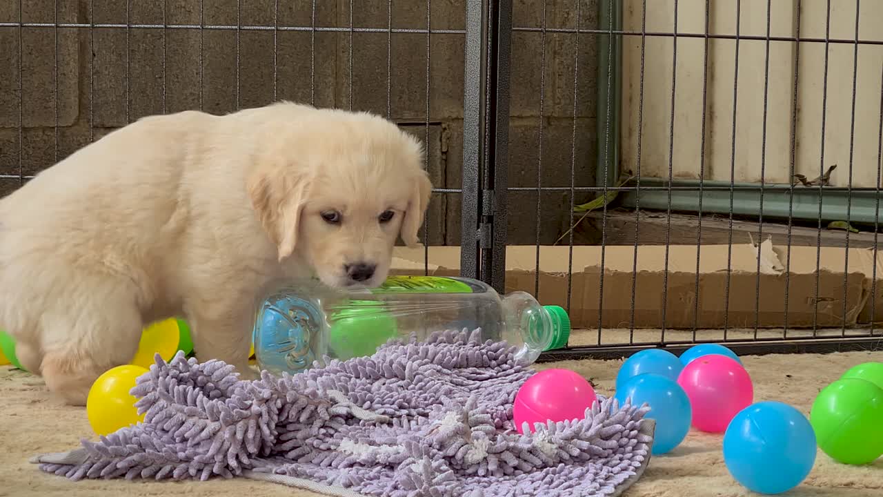 떠나기 전에 플라스틱 병 옆에 앉아있는 어린 골든 리트리버 강아지