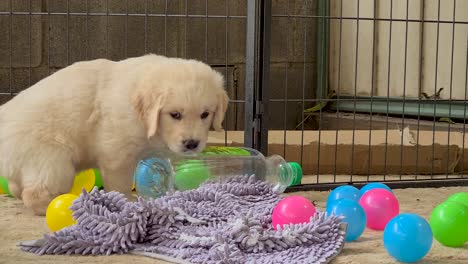 joven cachorro golden retriever sentado junto a una botella de plástico antes de alejarse