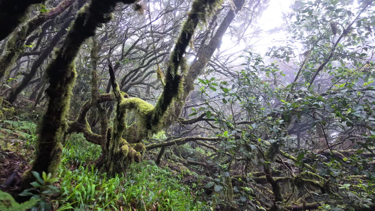 Misty forest scene in Parque Rural de Anaga, lush and tranquil ambiance