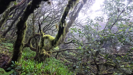 misty forest scene in parque rural de anaga, lush and tranquil ambiance
