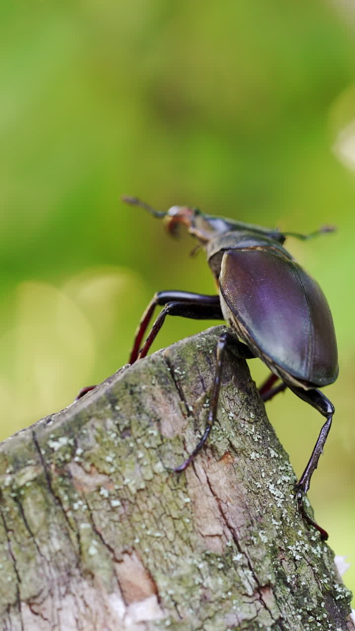 The Siamese rhinoceros beetle on branch with blurred nature background. Stag Beetle (Lucanus cervus). Vertical video