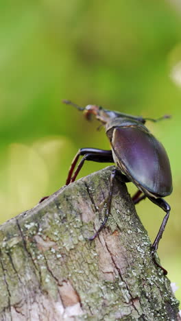 the siamese rhinoceros beetle on branch with blurred nature background. stag beetle (lucanus cervus). vertical video