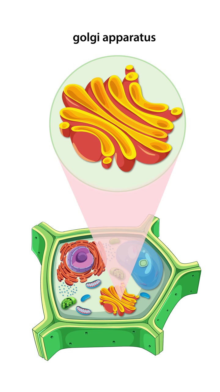 Animazione che illustra l'anatomia della cellula vegetale con focus sull'apparato di Golgi, evidenziando i componenti cellulari e la loro disposizione