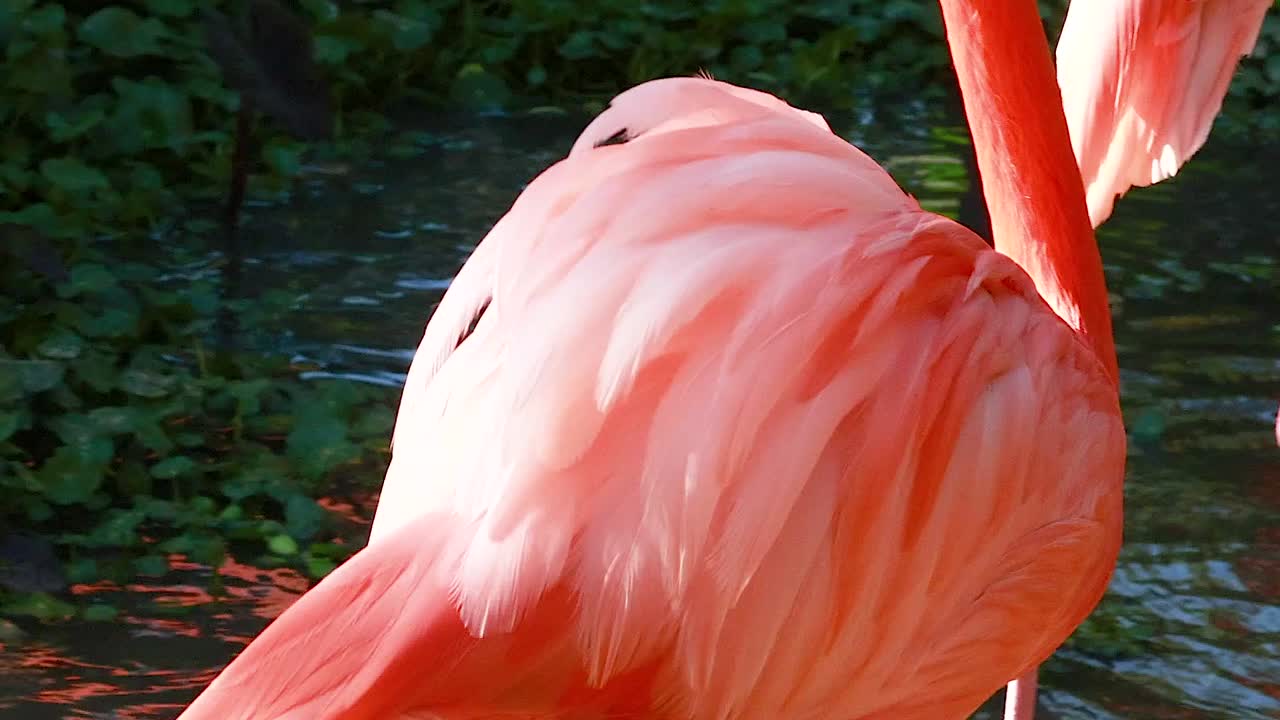 Detailed view of flamingo feathers illuminated by sunlight, showcasing vibrant pink hues and intricate textures.