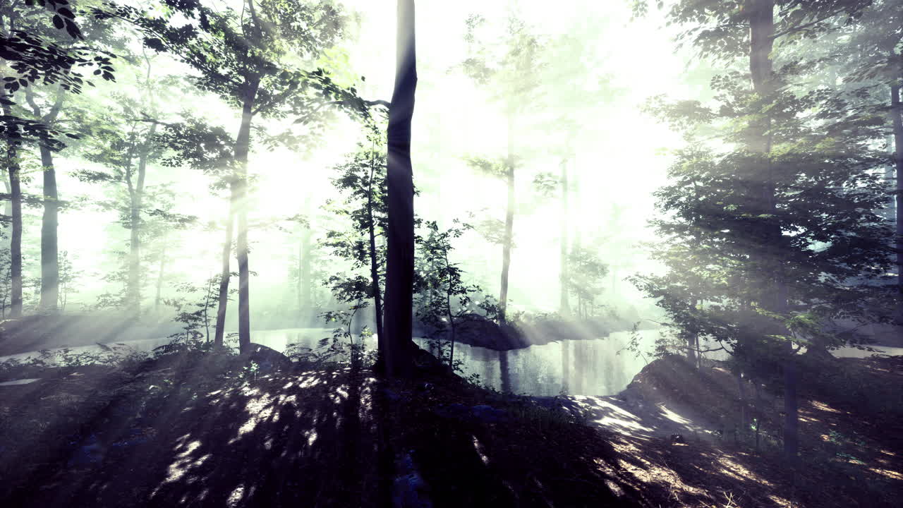 Misty morning light filters through trees beside a quiet forest stream
