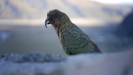 hermosos pájaros nativos kea mirando las montañas