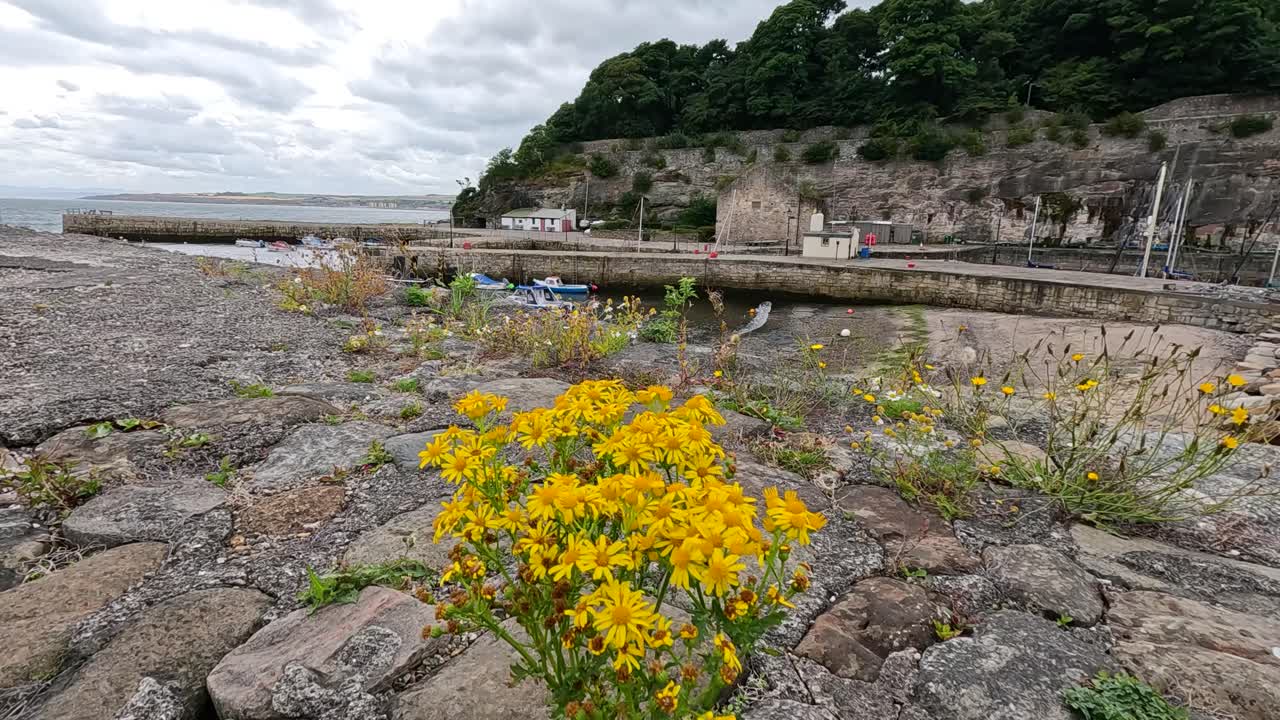 경치 좋은 항구 근처 에 노란 꽃 이 피고 있다