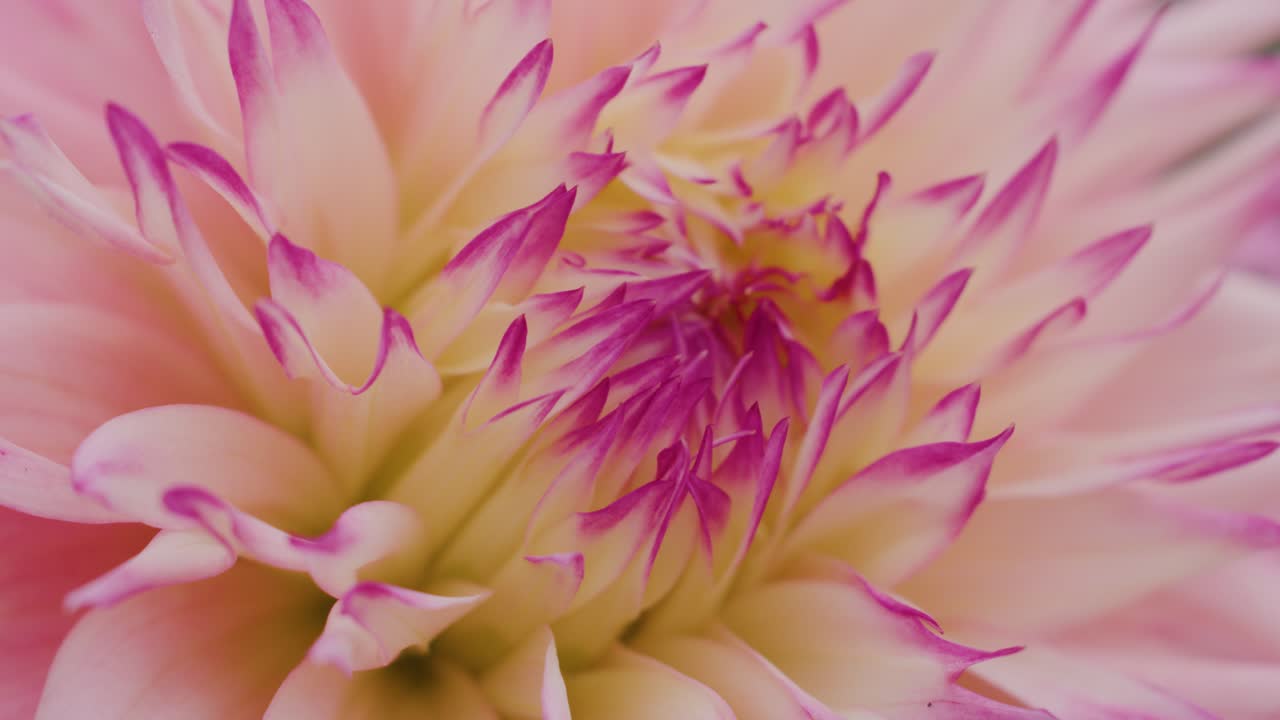 Soft natural light illuminates pink dahlia petals, camera gently moves for macro floral detail