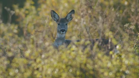 Common-wild-roe-deer-perfect-closeup-on-meadow-pasture-autumn-golden-hour-light