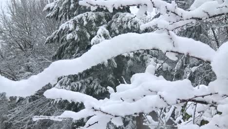 Die-Natur-In-Eine-Schneedecke-Gehüllt