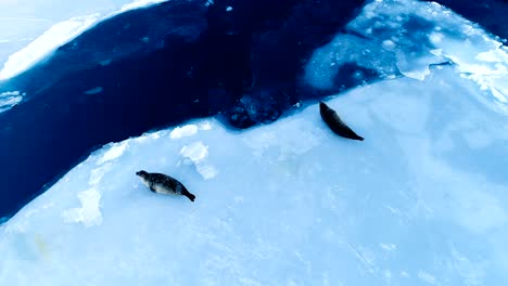 beautiful aerial view over two seals who are lying down on white ice floe in iceland. seals are next to the blue sea.