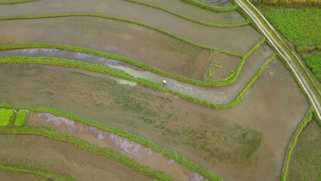 Farmer-working-at-Tonoboyo-rice-field-in-central-Java,-Indonesia