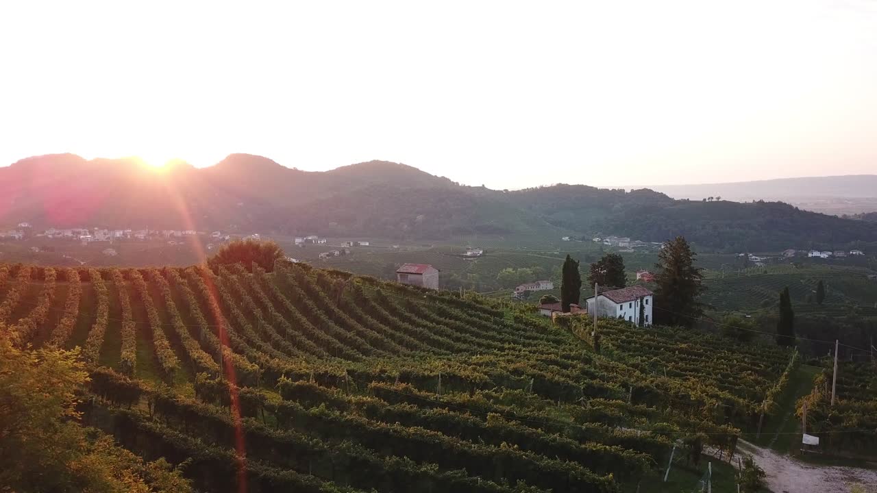 Vigneti visti dall'alto con case di campagna in Italia all'alba d'estate.