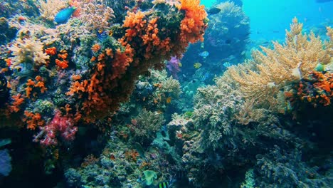 colorful soft coral growing on rock in a tropical ocean