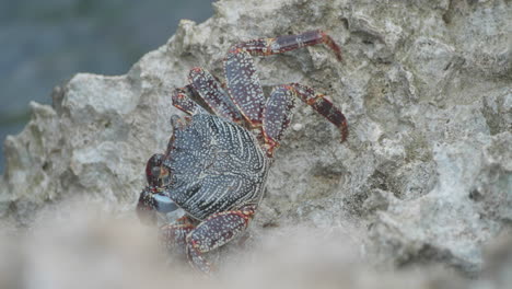 a sally lightfoot crab walks along a rocky shore in aruba