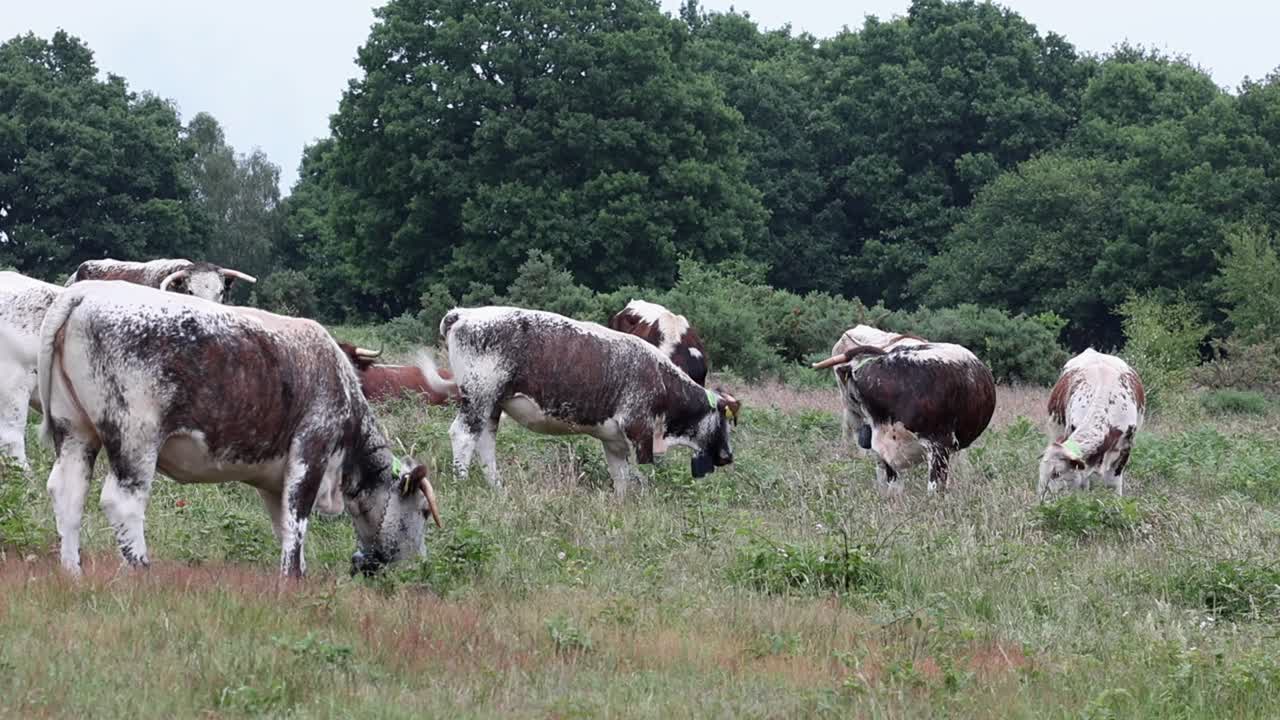 Longhorn Cattle grazing on Kinver Edge, Staffordshire. England. UK. Their grazing helps to improve the habitat for wildlife and plants.