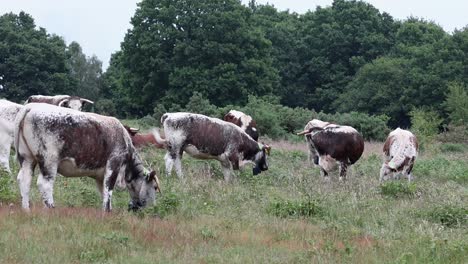 longhorn cattle grazing on kinver edge, staffordshire. england. uk. their grazing helps to improve the habitat for wildlife and plants.