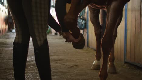 una joven jinete está limpiando las herraduras de un caballo marrón en el establo.