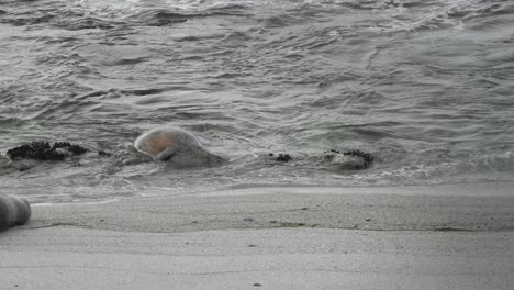 pregnant harbor seal laboring in the sand