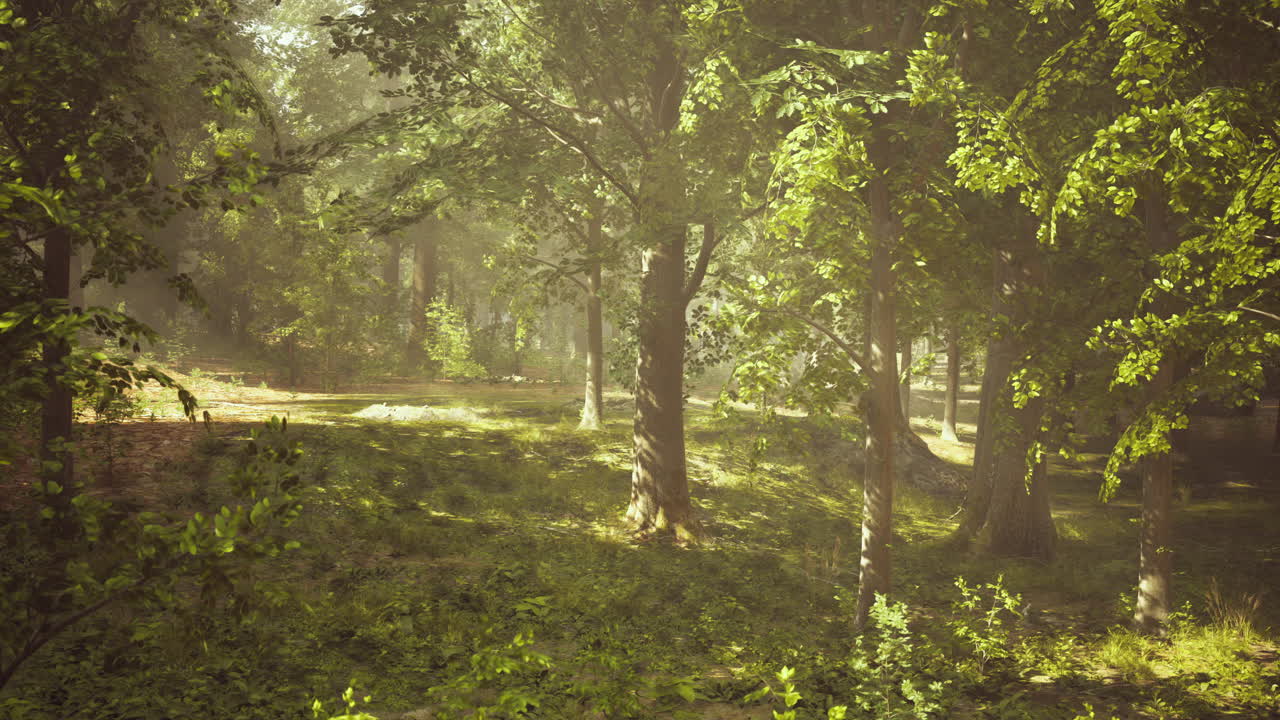 조용한 안개 숲