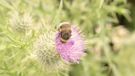 abejorro en flor de cardo