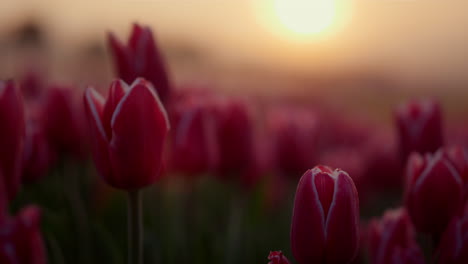 Nahaufnahme-Einer-Tulpenknospe-Im-Abendlicht.-Makroaufnahme-Sanfter-Blütenblätter-Im-Sonnenaufgang