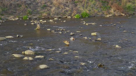 Ducks-resting-rocky-river