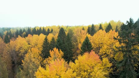 Forward-moving-aerial-tracking-shot-over-tress-in-Autumn