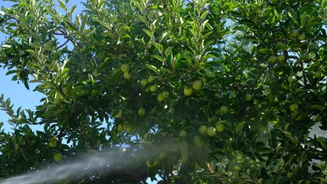 el viejo pulveriza medicina en el huerto de manzanas.