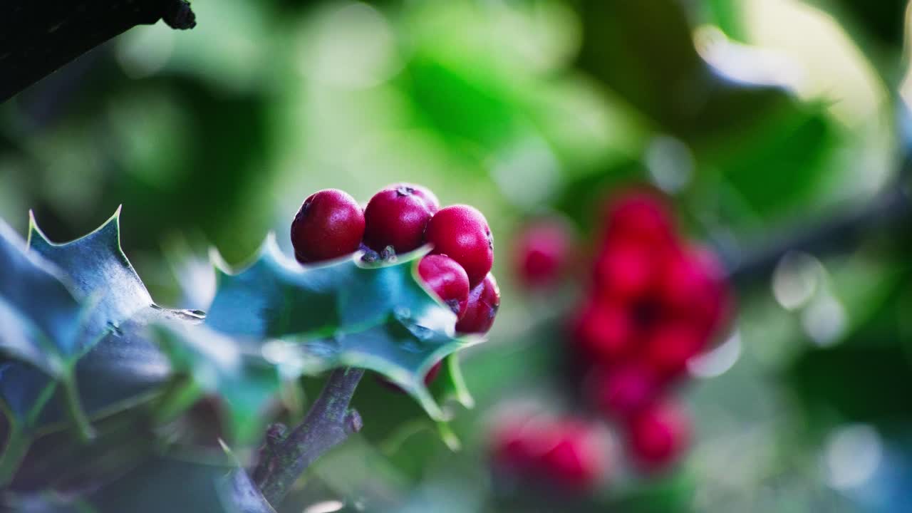 Video clip capturing the beauty of a holly bush, morning sun backlighting, leaves shining green, and red Christmas berries glistening with morning dew