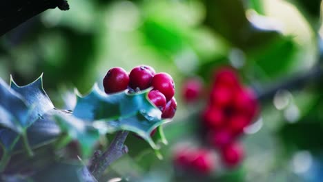 Videoclip,-Der-Die-Schönheit-Eines-Stechpalmenstrauchs,-Das-Gegenlicht-Der-Morgensonne,-Grün-Leuchtende-Blätter-Und-Rote-Weihnachtsbeeren,-Die-Im-Morgentau-Glitzern,-Einfängt