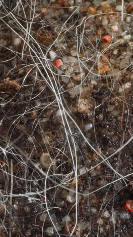 streambed with flowing water. river bottom with gravel and sand. calm current sways thin stalks of aquatic plants and carries away small particles of dirt