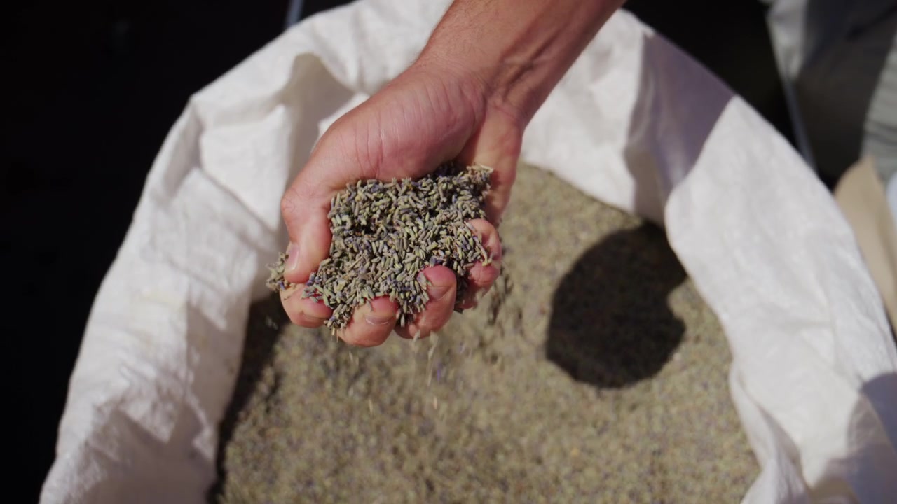 Hand, die getrocknete Lavendelblüten, Knospen und Samen in einem weißen gewebten Sack fühlt, was Ernte, Landwirtschaft und Aromatherapie repräsentiert.